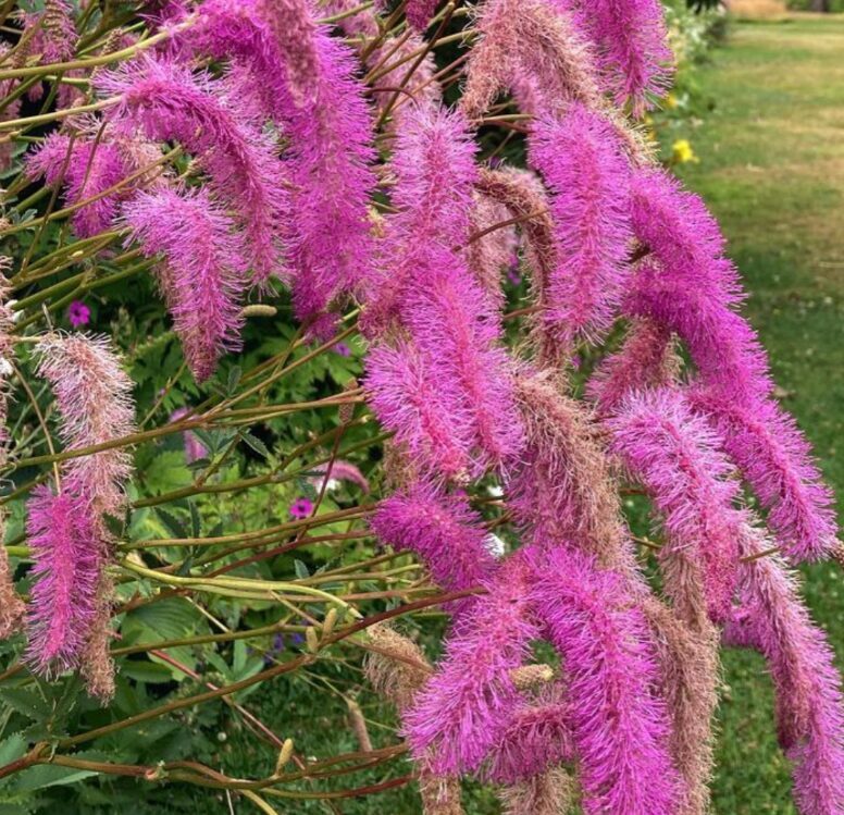 Brūnvālīte 'Pink Brushes'  (pieejams no jūnija)